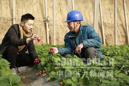 淄博供電：服務特色農(nóng)業(yè)