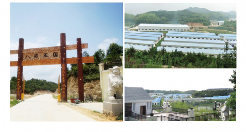 八戒王國互聯(lián)網(wǎng)+養(yǎng)豬 助力綠色農(nóng)業(yè)發(fā)展