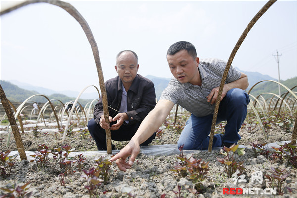 北湖區(qū)“互聯(lián)網(wǎng)+農(nóng)業(yè)”助推農(nóng)產(chǎn)品區(qū)域品牌建設(shè)