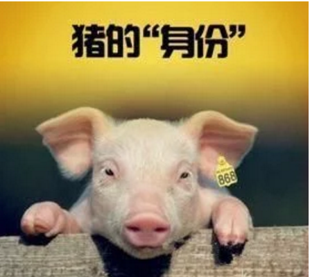 智能化養(yǎng)豬系統(tǒng)，現(xiàn)代化農(nóng)業(yè)發(fā)展之路