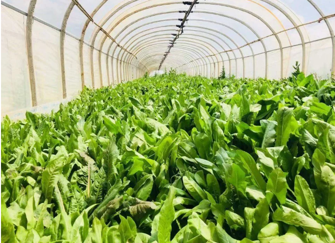 智能化養(yǎng)豬系統(tǒng)，現(xiàn)代化農(nóng)業(yè)發(fā)展之路