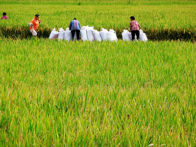 靖宇深入推進(jìn)“互聯(lián)網(wǎng)+現(xiàn)代農(nóng)業(yè)”行動（圖）