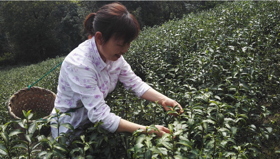 一乙雙平臺探索“互聯(lián)網(wǎng)+農業(yè)” 促進城鄉(xiāng)共同發(fā)展