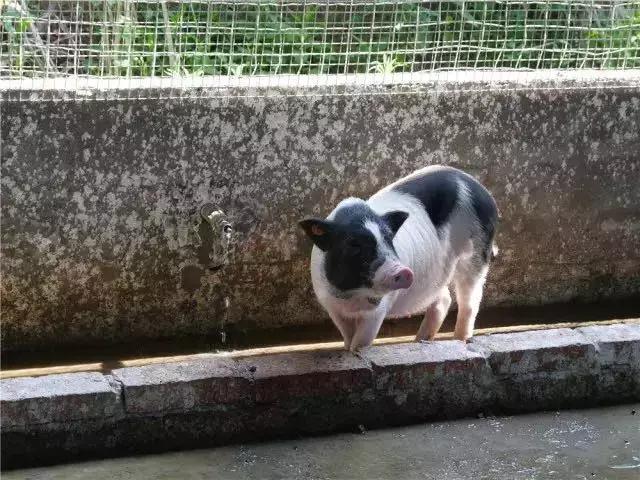 國(guó)務(wù)院常務(wù)會(huì)議鼓勵(lì)的“互聯(lián)網(wǎng)+農(nóng)業(yè)”創(chuàng)新手段，幫你找到了案例